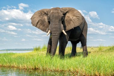 Tekneden inen bir boğa fili ile yakın temas. Afrika fili yeşil mevsimde Botswana ve Namibya arasındaki Chobe Nehri 'nde baskın davranışlar sergiliyor.