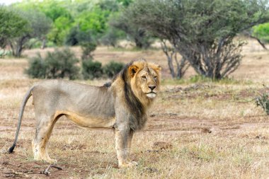 Aslan (Panthera leo) erkek Botswana 'daki Tuli Bloğunda Mashatu Oyun Rezervinde takılıyor