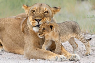 Aslan anne ve yavru. Bu dişi aslan Namibya 'daki Etosha Ulusal Parkı' nda yavrularıyla dinleniyordu. Dişi aslan dinlenmek istiyor ama yavrular oynamak ve içmek istiyor. Güzel aslan etkileşimi..