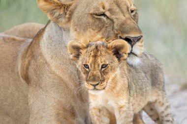 Aslan anne ve yavru. Bu dişi aslan Namibya 'daki Etosha Ulusal Parkı' nda yavrularıyla dinleniyordu. Dişi aslan dinlenmek istiyor ama yavrular oynamak ve içmek istiyor. Güzel aslan etkileşimi..
