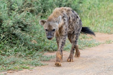 Benekli Sırtlan (Crocuta crocuta), Güney Afrika 'daki Madikwe Oyun Rezervi' nde takılan gülen sırtlan olarak da bilinir.