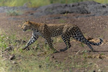 Leopar (Panthera Pardus) avlanıyor. Bu leopar Botswana 'daki Tuli Bloğunda Mashatu Oyun Alanı' nda avlanıyordu.