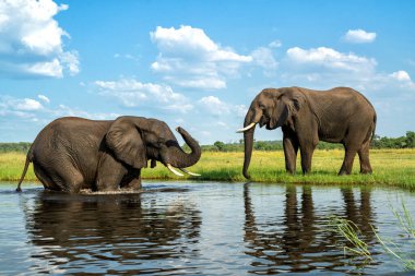 Boğa filleriyle yakın temas. Afrika filleri yeşil mevsimde Botswana ve Namibya arasındaki Chobe Nehri 'nde yemek ve banyo yapıyorlar..