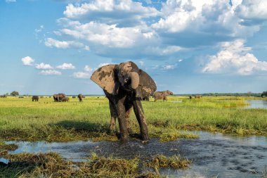Boğa filleriyle yakın temas. Afrika filleri yeşil mevsimde Botswana ve Namibya arasındaki Chobe Nehri 'nde yemek ve banyo yapıyorlar..