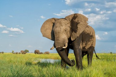 Boğa filleriyle yakın temas. Afrika filleri yeşil mevsimde Botswana ve Namibya arasındaki Chobe Nehri 'nde yemek ve banyo yapıyorlar..