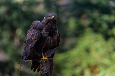 Common Buzzard (Buteo buteo) searching for food in the forest of Noord Brabant in the Netherlands.