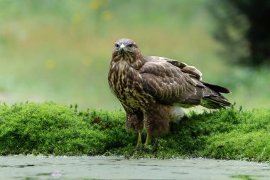 Common Buzzard (Buteo buteo) searching for food in the forest of Noord Brabant in the Netherlands.