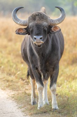 Gaur (Bos gaurus) boğası Hindistan 'daki Kanha Ulusal Parkı' nda yolu kapatıyor.