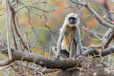 Gri langur, veya Hanuman langur veya Hoelman Monkey (Semnopithecus entellus) Hindistan 'daki Bandhavgarh Ulusal Parkı' nda takılıyor.