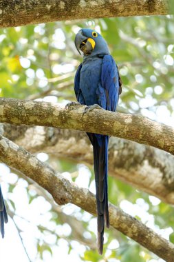 Hyacinth Macaw (Anodorhynchus hyacinthinus), veya Brezilya 'daki Pantanal Wetlands' da bir ağaçta oturan sümbül papağanı.