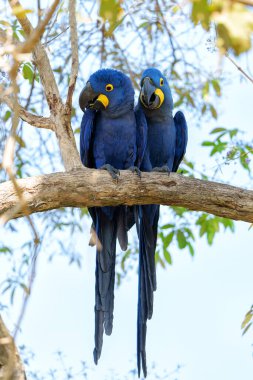 Hyacinth Macaw (Anodorhynchus hyacinthinus), veya Brezilya 'daki Pantanal Wetlands' da bir ağaçta oturan sümbül papağanı.