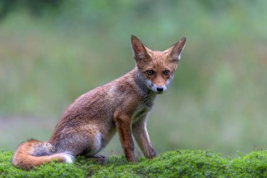Hollanda 'daki Noord-Brabant ormanında yiyecek arayan genç Kızıl Tilki (Vulpes vulpes)