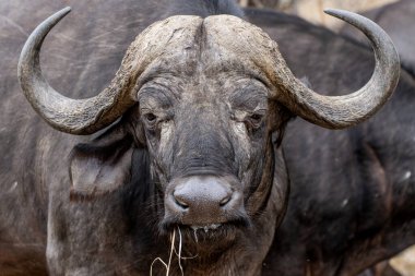  Güney Afrika 'daki Kruger Ulusal Parkı' nda duran Buffalo boğasının portresi.