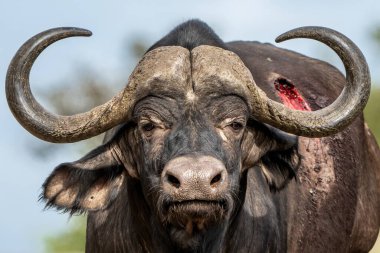  Güney Afrika 'daki Kruger Ulusal Parkı' nda duran Buffalo boğasının portresi.