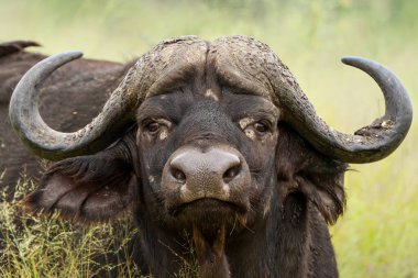  Güney Afrika 'daki Kruger Ulusal Parkı' nda duran Buffalo boğasının portresi.