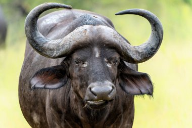  Güney Afrika 'daki Kruger Ulusal Parkı' nda duran Buffalo boğasının portresi.