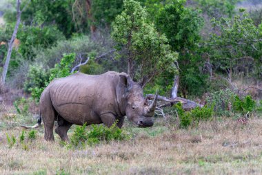Beyaz gergedanlar Güney Afrika 'daki Waterberg bölgesinde bir oyun parkının düzlüklerinde yürüyorlar.