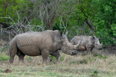 Beyaz gergedanlar Güney Afrika 'daki Waterberg bölgesinde bir oyun parkının düzlüklerinde yürüyorlar.
