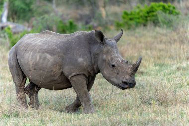 Beyaz gergedanlar Güney Afrika 'daki Waterberg bölgesinde bir oyun parkının düzlüklerinde yürüyorlar.