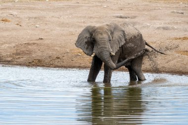 Namibya 'daki Etosha Ulusal Parkı' ndaki bir su birikintisinde takılan fil boğası.