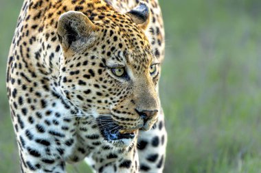 Leopar erkek, Güney Afrika 'nın Büyük Kruger Bölgesi' ndeki Sabi Kumları Oyun Alanı 'nda takılıyor.