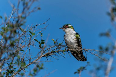 Diederik guguk kuşu (