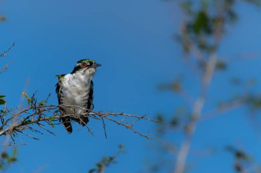 Diederik guguk kuşu (