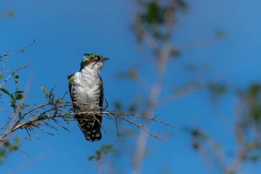 Diederik guguk kuşu (