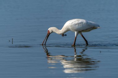 Afrika kaşık faturası (Platalea alba) Güney Afrika 'daki Kruger Ulusal Parkı' ndaki Sunset Barajı 'nda uçup balık tutuyor.