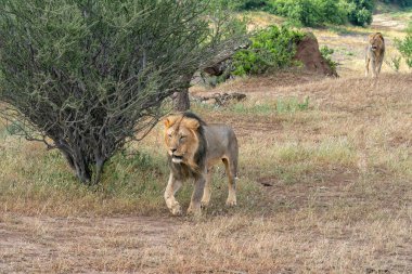 Aslan (Panthera leo) erkek Botswana 'daki Tuli Bloğunda Mashatu Oyun Rezervinde takılıyor