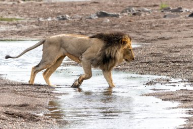 Aslan (Panthera leo) erkek Botswana 'daki Tuli Bloğunda Mashatu Oyun Rezervinde takılıyor