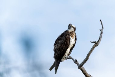 Osprey (Pandion haliaetus) Güney Afrika 'daki Pilanesberg Ulusal Parkı' nda bir şubede oturmaktadır.