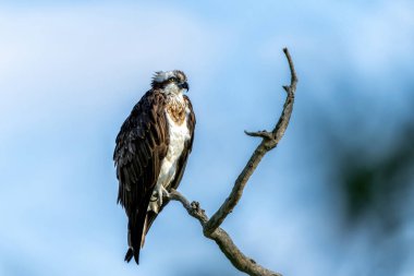 Osprey (Pandion haliaetus) Güney Afrika 'daki Pilanesberg Ulusal Parkı' nda bir şubede oturmaktadır.
