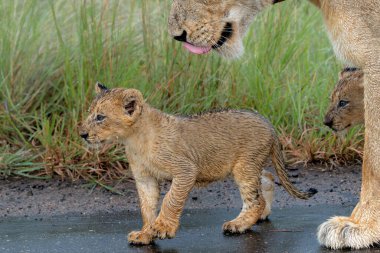 Yağmurda aslan yavruları. Bu genç aslan yavruları Güney Afrika 'daki Kruger Ulusal Parkı' nda anneleriyle birlikte yürüyorlar.