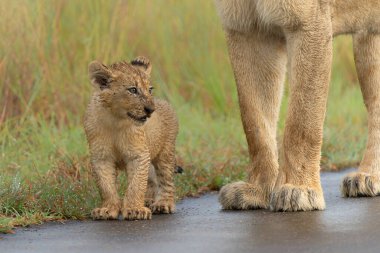 Yağmurda aslan yavruları. Bu genç aslan yavruları Güney Afrika 'daki Kruger Ulusal Parkı' nda anneleriyle birlikte yürüyorlar.