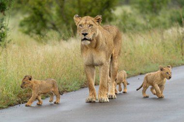 Yağmurda aslan yavruları. Bu genç aslan yavruları Güney Afrika 'daki Kruger Ulusal Parkı' nda anneleriyle birlikte yürüyorlar.