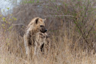 Hyena pup. close encounter with a small curious Spotted Hyena puppy in the Kruger National Park in South Africa