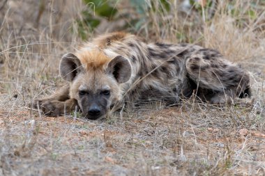 Hyena pup. close encounter with a small curious Spotted Hyena puppy in the Kruger National Park in South Africa