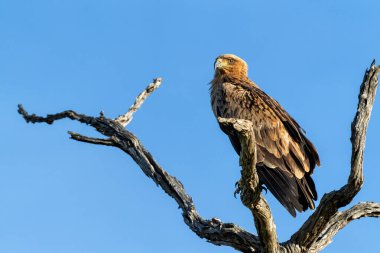 Tawny kartal sıcak bir ışıkta ağaçta oturuyor ve Güney Afrika 'daki Kruger Ulusal Parkı' ndan kalkmaya hazır.