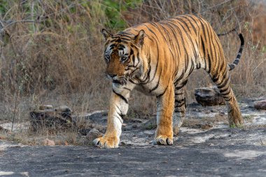 Tiger, Bengal Tiger (Panthera tigris Tigris), Hindistan 'daki Bandhavgarh Ulusal Parkı' nda takılıyor.