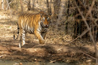 Tiger, Bengal Tiger (Panthera tigris Tigris), Hindistan 'daki Bandhavgarh Ulusal Parkı' nda takılıyor.