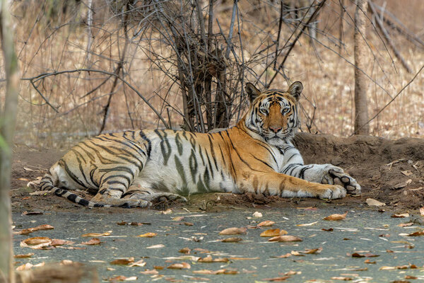 Tiger, Bengal Tiger (Panthera tigris Tigris), hanging around in Bandhavgarh National Park in India