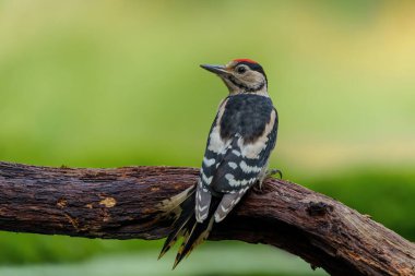 Büyük benekli ağaçkakan (Dendrocopos major), Hollanda 'daki ormanda yiyecek ve savaş arayan genç bir erkek.