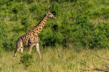 Yeşil mevsimde, Pilanesberg Ulusal Parkı 'nda güzel bir gökyüzü olan dağların arasında uzun çimlerde yürüyen erkek zürafa.