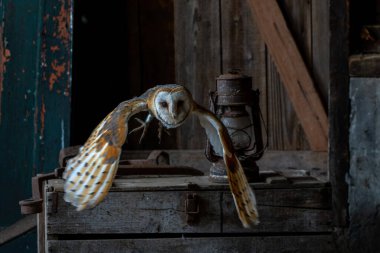 Hollanda 'nın Gelderland kentindeki eski bir ahırda oturan ahır baykuşu (Tyto alba).