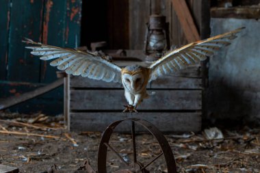 Hollanda 'nın Gelderland kentindeki eski bir ahırda oturan ahır baykuşu (Tyto alba).