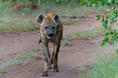 Benekli sırtlan (Crocuta crocuta) Botswana 'daki Tuli Bloğundaki Mashatu Oyun Rezervi' nde leşi çalıp yiyordu.