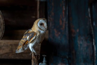 Hollanda 'nın Gelderland kentindeki eski bir ahırda oturan ahır baykuşu (Tyto alba).