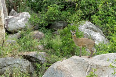 Klipspringer (Oreotragus oreotragus) Klipspringer adı 