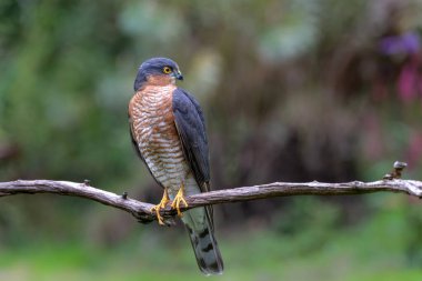 Hollanda 'daki ormanda asılı duran Avrasya Atmaca (Accipiter nisus).